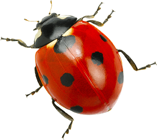Ladybug Pest Control Havant and Hampshire