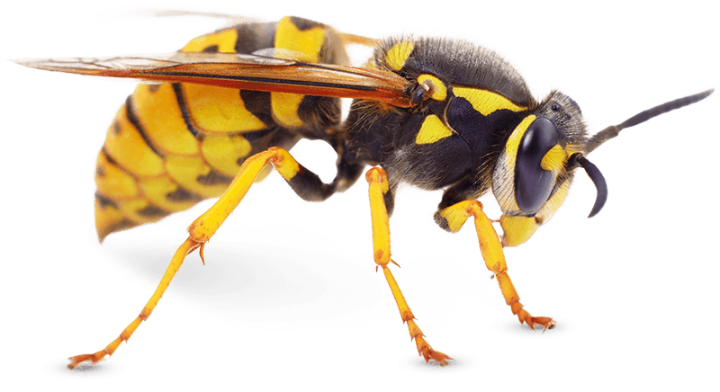 RS Pest Wasps Removal Services Havant and Hampshire
