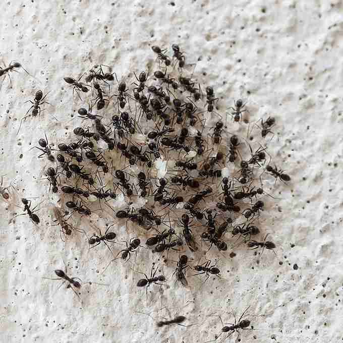 Ant Removal Havant and Hampshire