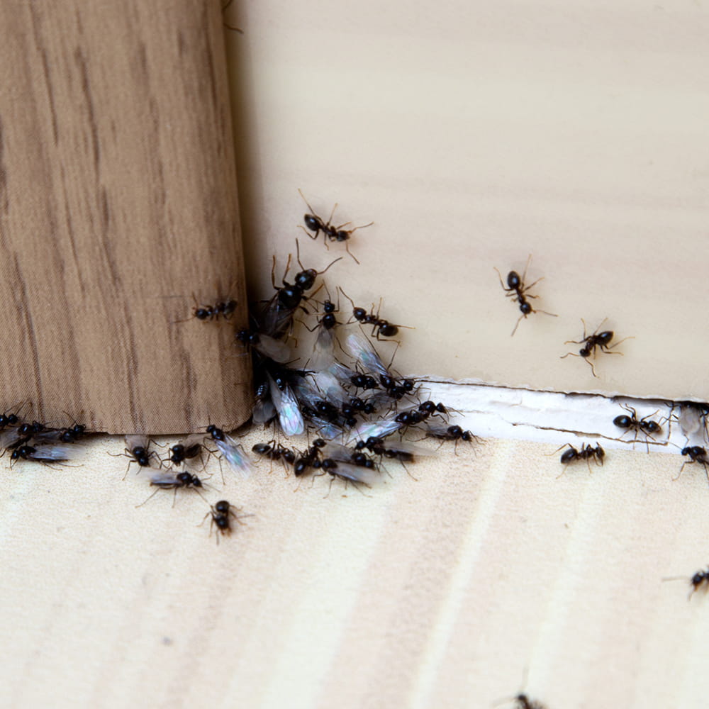 Ant Pest Control Havant and Hampshire