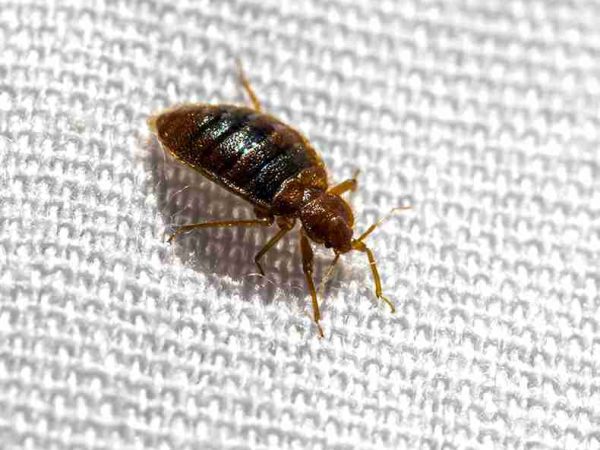 bed bug treatment portsmouth