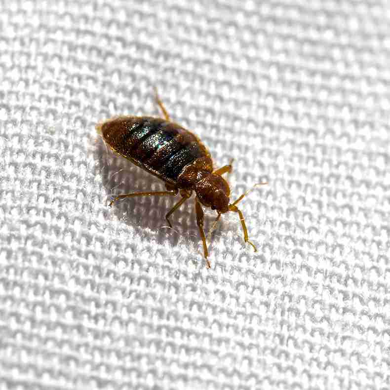 Bed Bug Exterminating