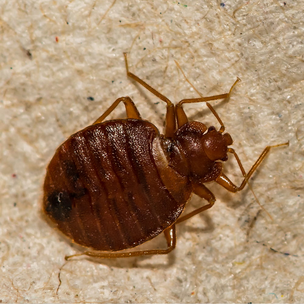Bed Bug treatments