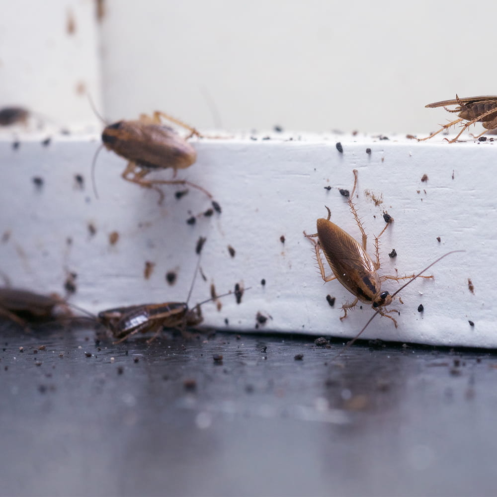 Cockroach Pest Control Havant and Hampshire
