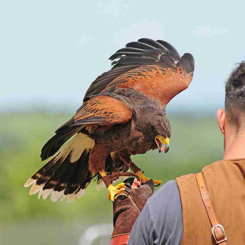 Falconry Pest Control Havant and Hampshire