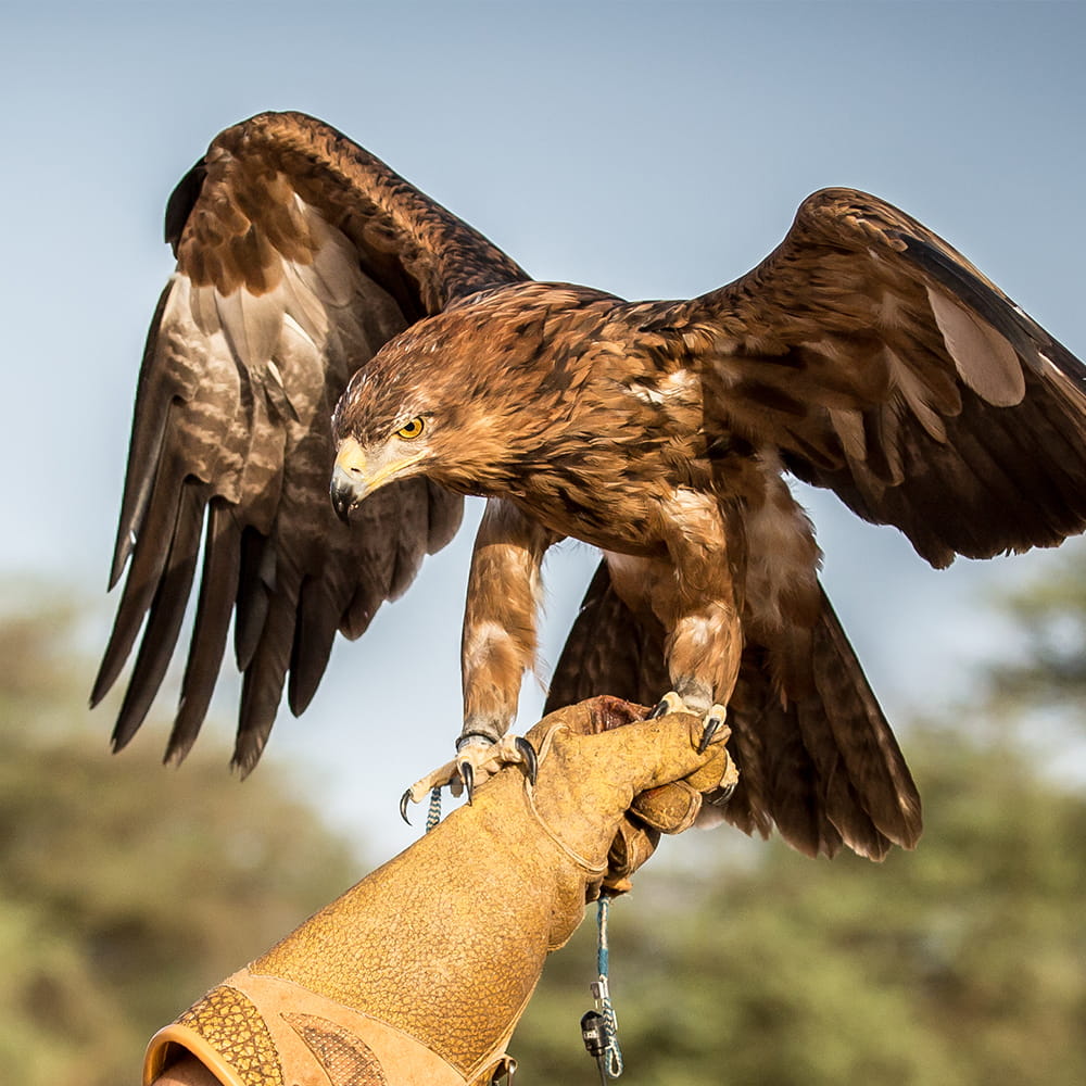 Bird of Prey Pest Control Havant and Hampshire