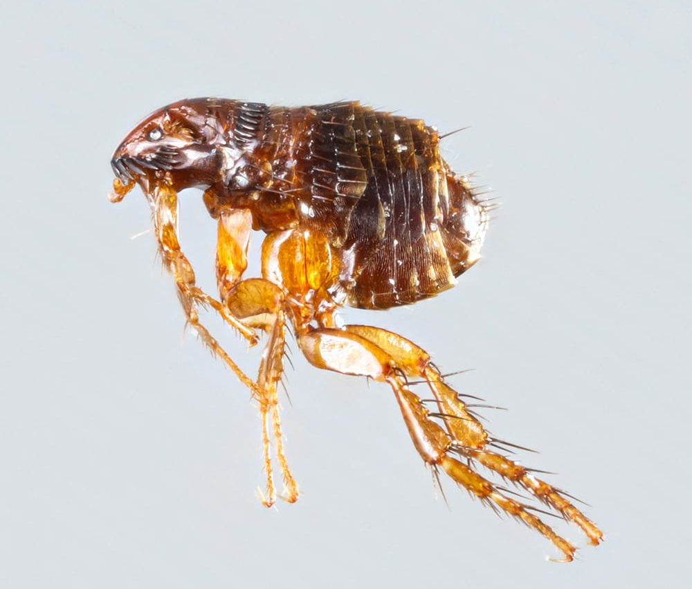 Flea Control Havant and Hampshire