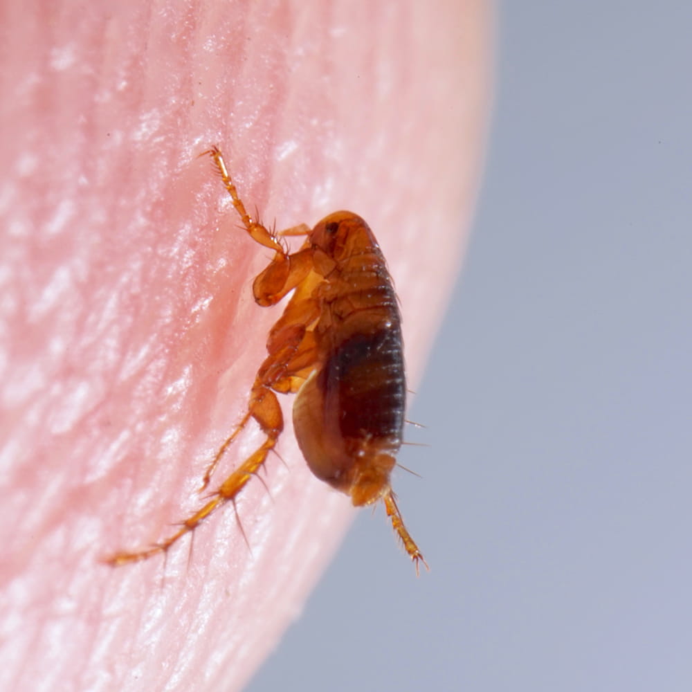 Flea Treatment Havant and Hampshire