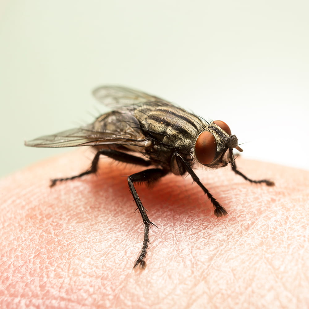 Fly Control Havant and Hampshire