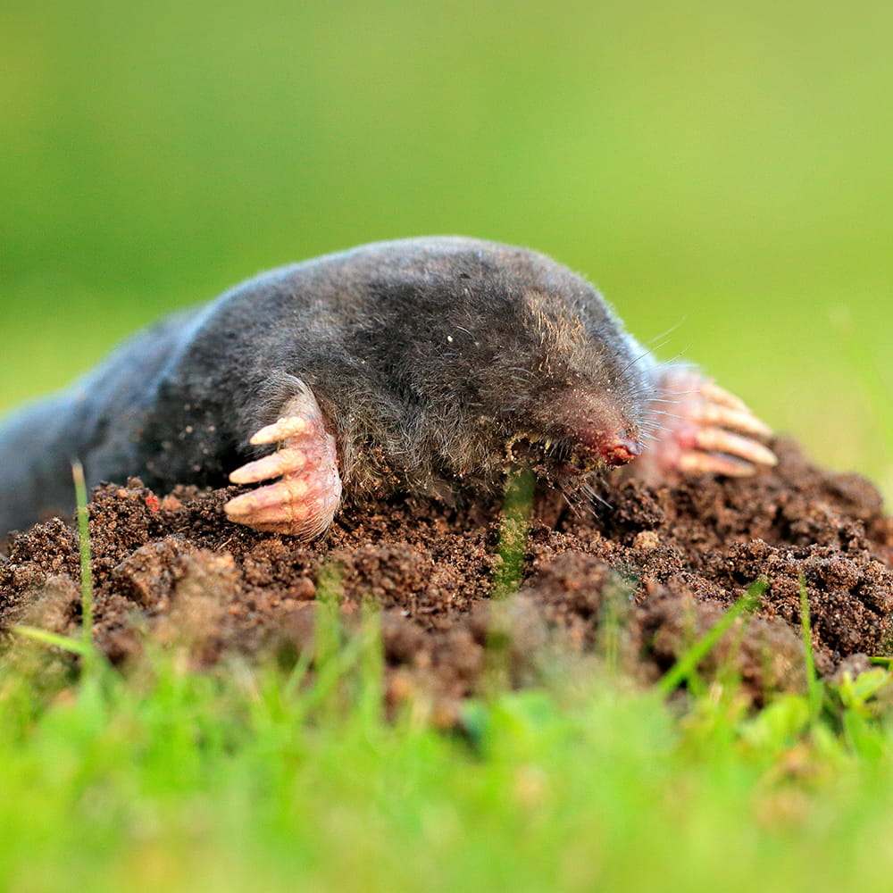 Garden Mole Control Havant and Hampshire