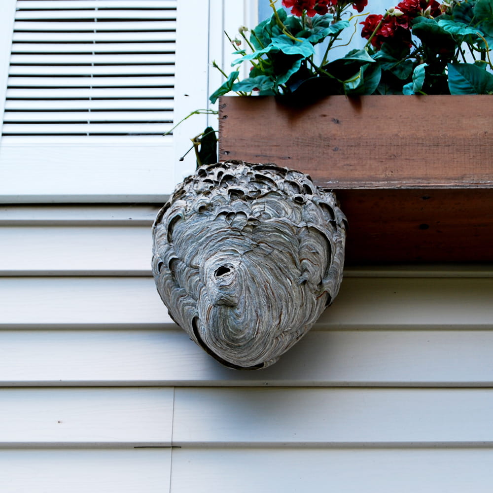 Hornets Nest Removal Havant and Hampshire