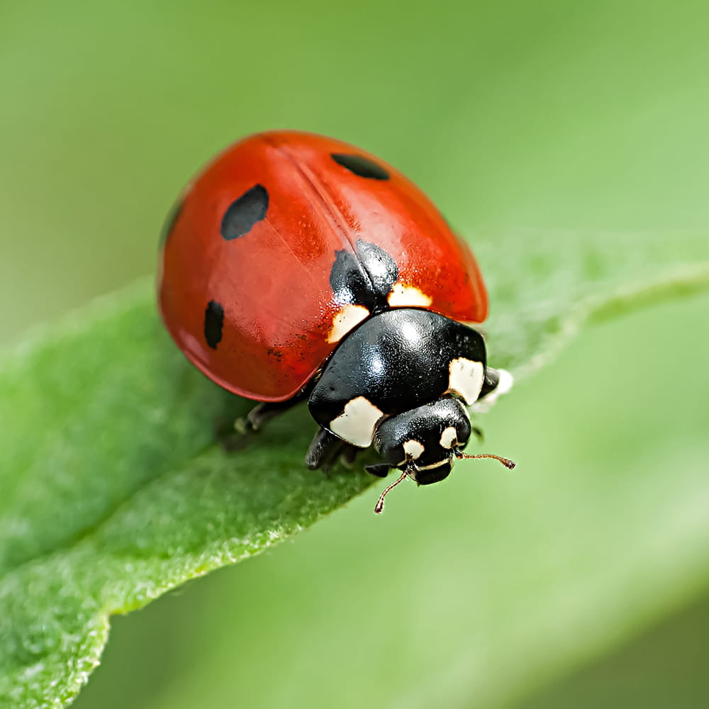 Ladybird Control Havant and Hampshire