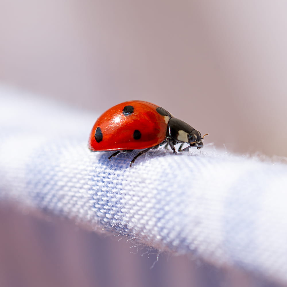 Ladybird Pest Control Havant and Hampshire