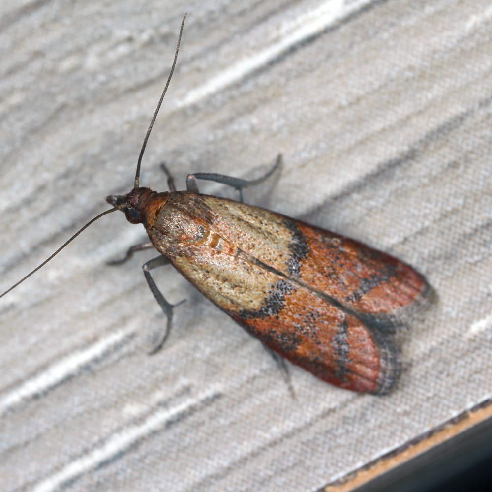 Moth Pest Control Havant and Hampshire