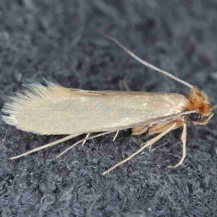 Moth Control Havant and Hampshire