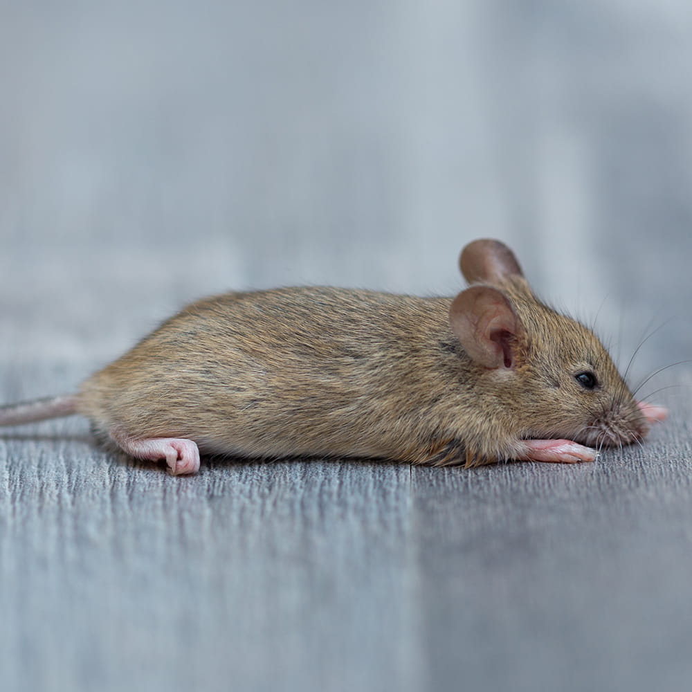 Mice Control Havant and Hampshire