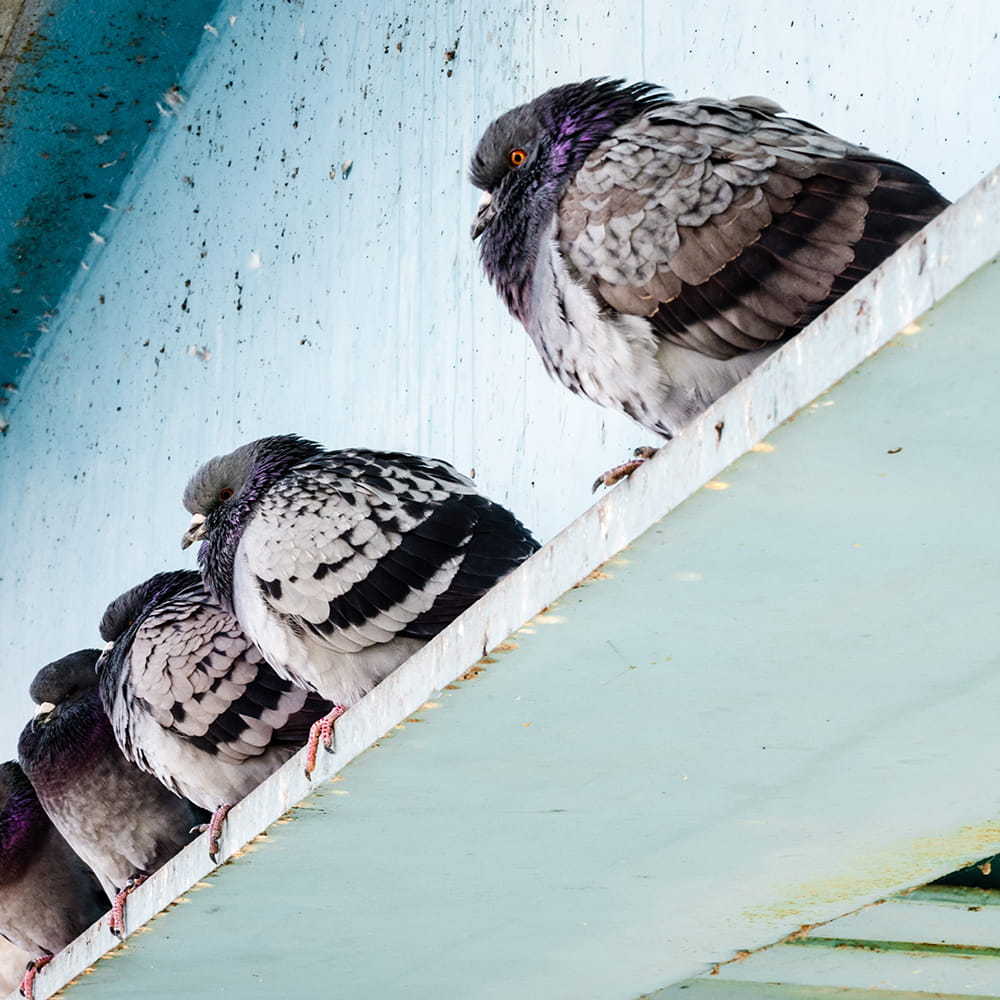 pigeon pest control UK