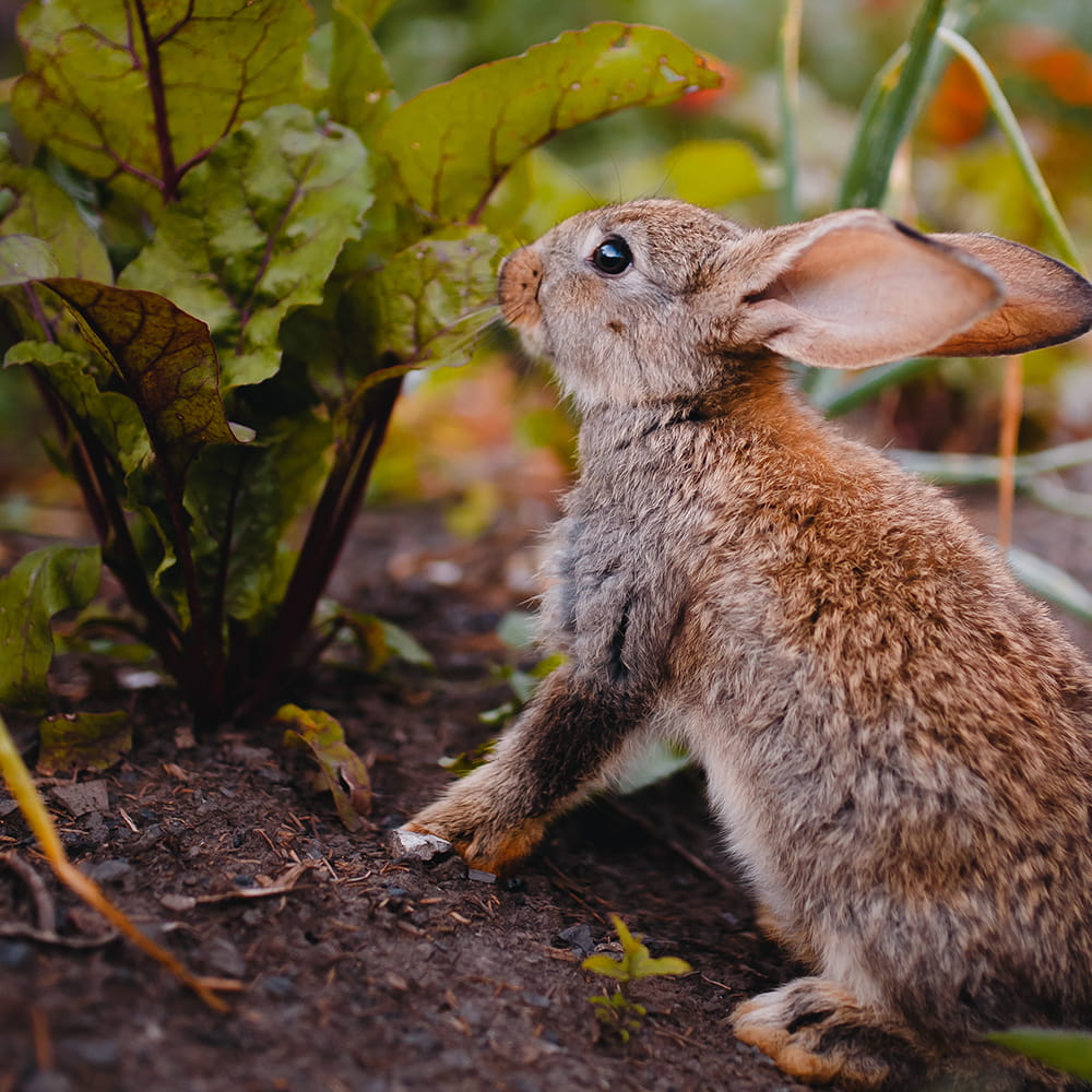 Rabbit Control Havant and Hampshire