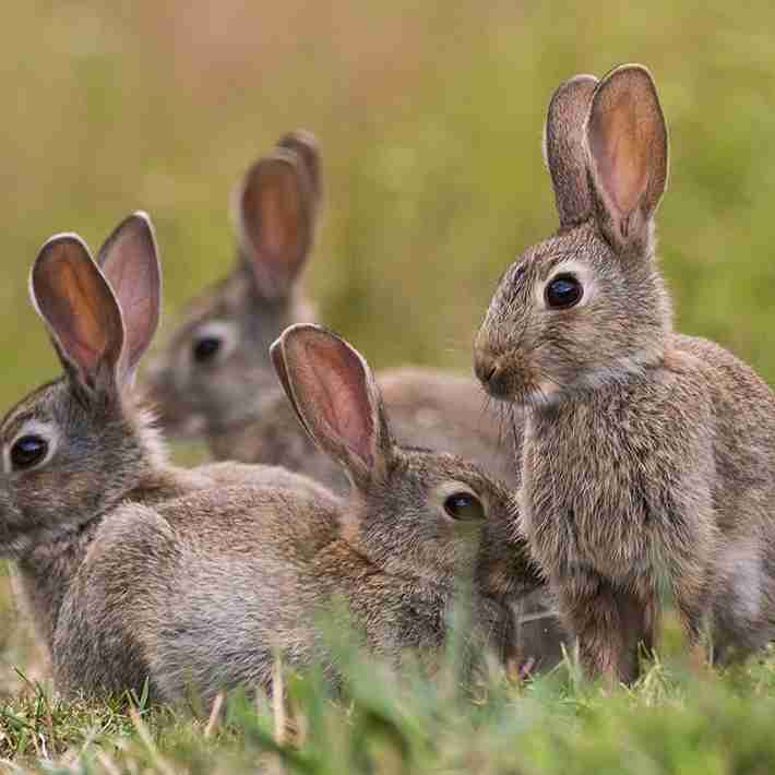 Rabbit Pest Control Havant and Hampshire