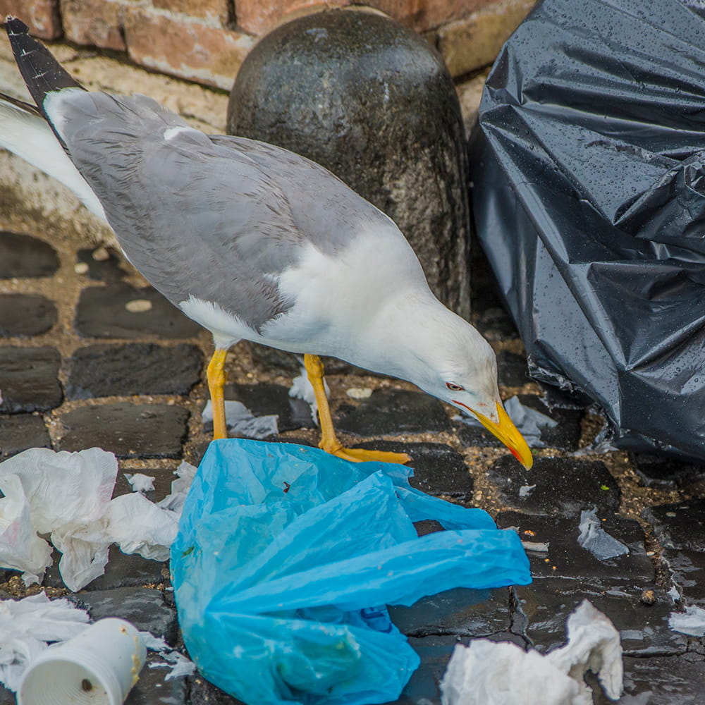 Seagull Control Havant and Hampshire