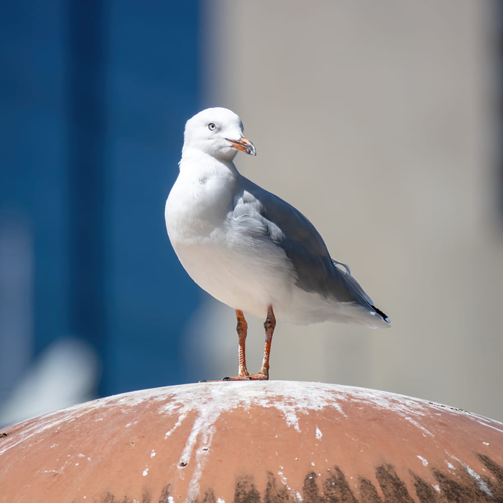Seagull Nest Removal Havant and Hampshire