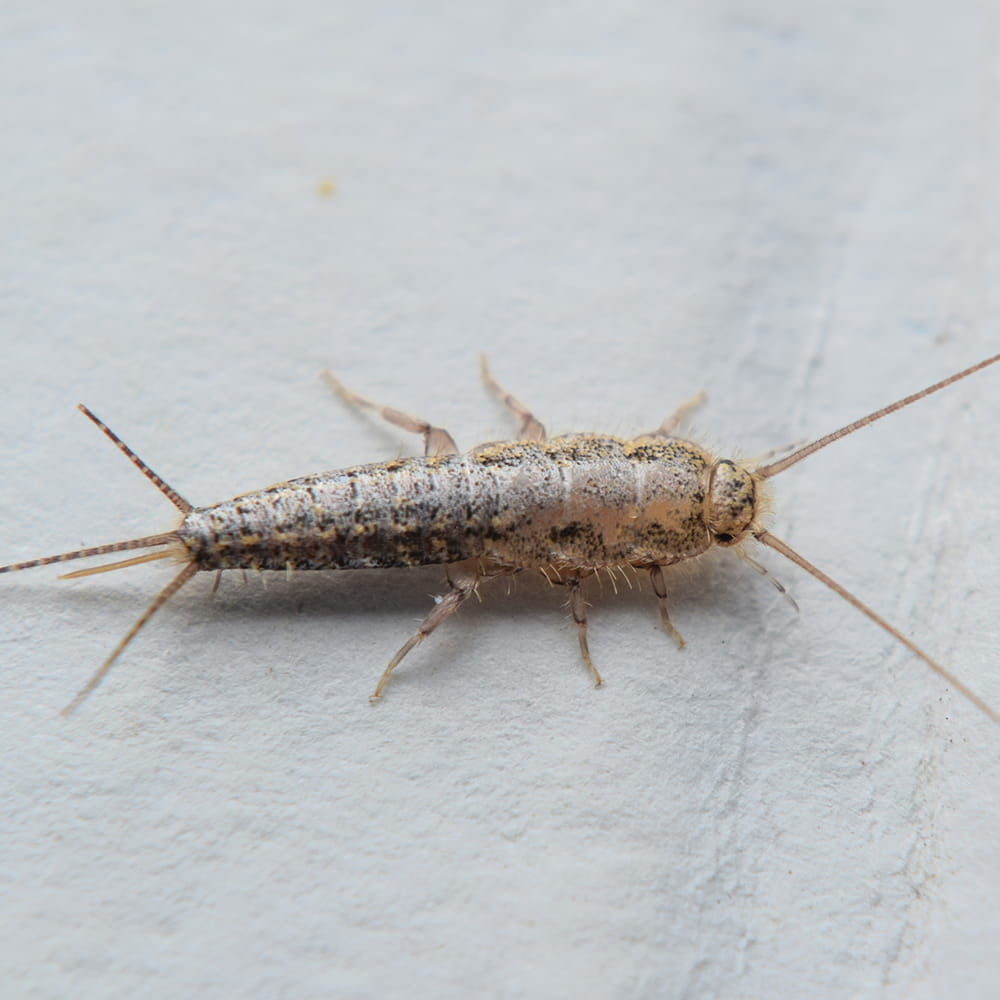 Silverfish Pest Control UK