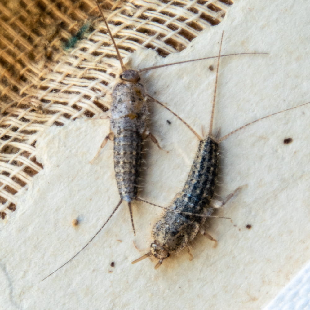 Silverfish Pest Control Prices