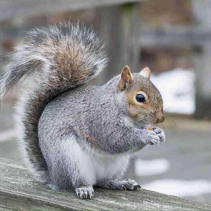 Squirrel Removal Havant and Hampshire