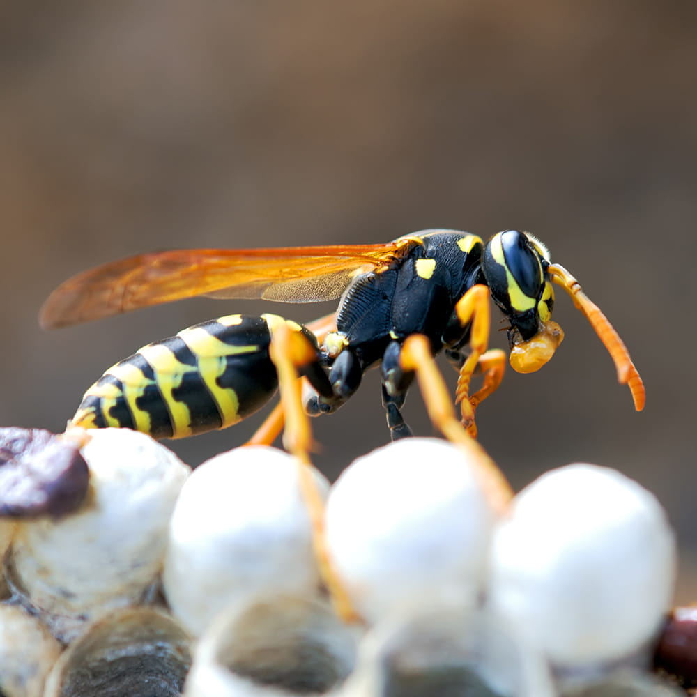 wasp pest control Southampton