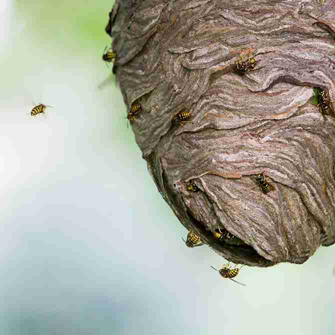 wasp nest removal