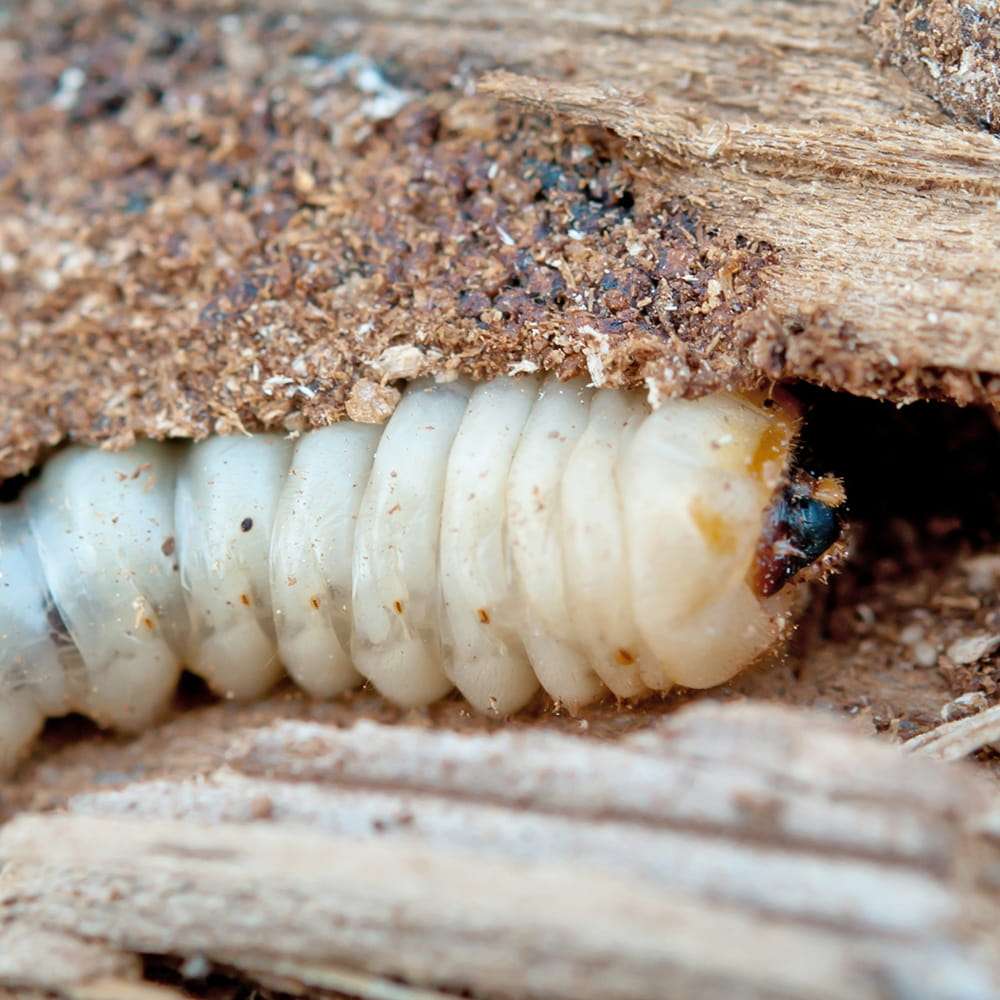 Woodworm Control services