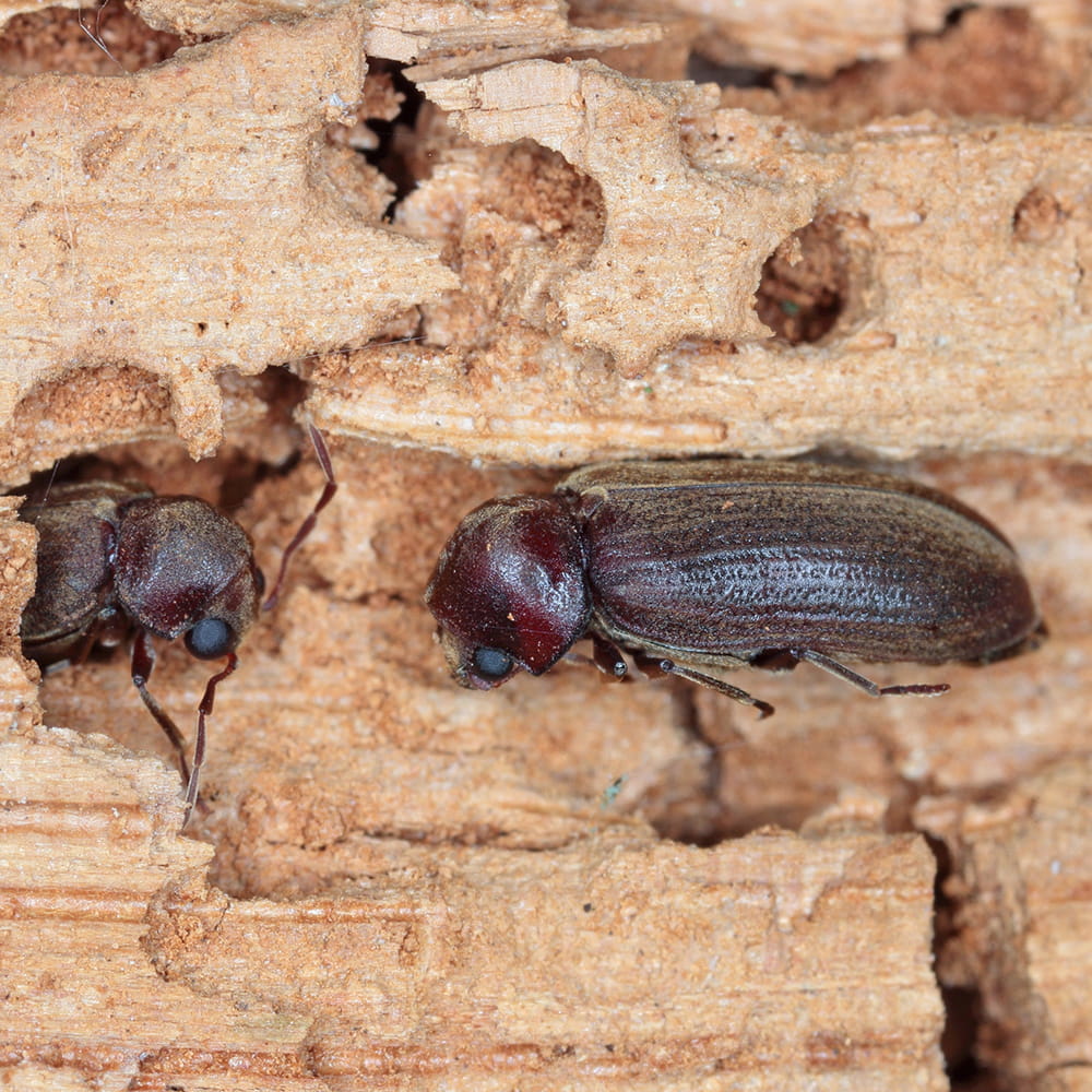 Woodworm Treatment UK