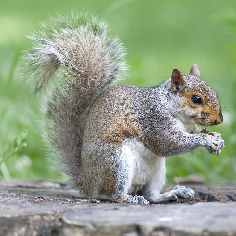 Pest Control Prices Portsmouth