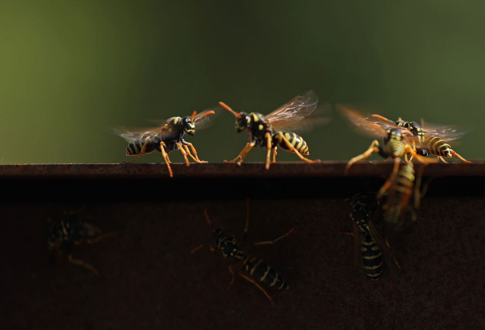 wasp pest control hayling island