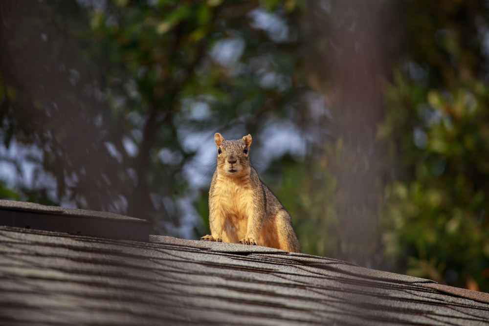 Grey Squirrel Removal Havant, Hampshire