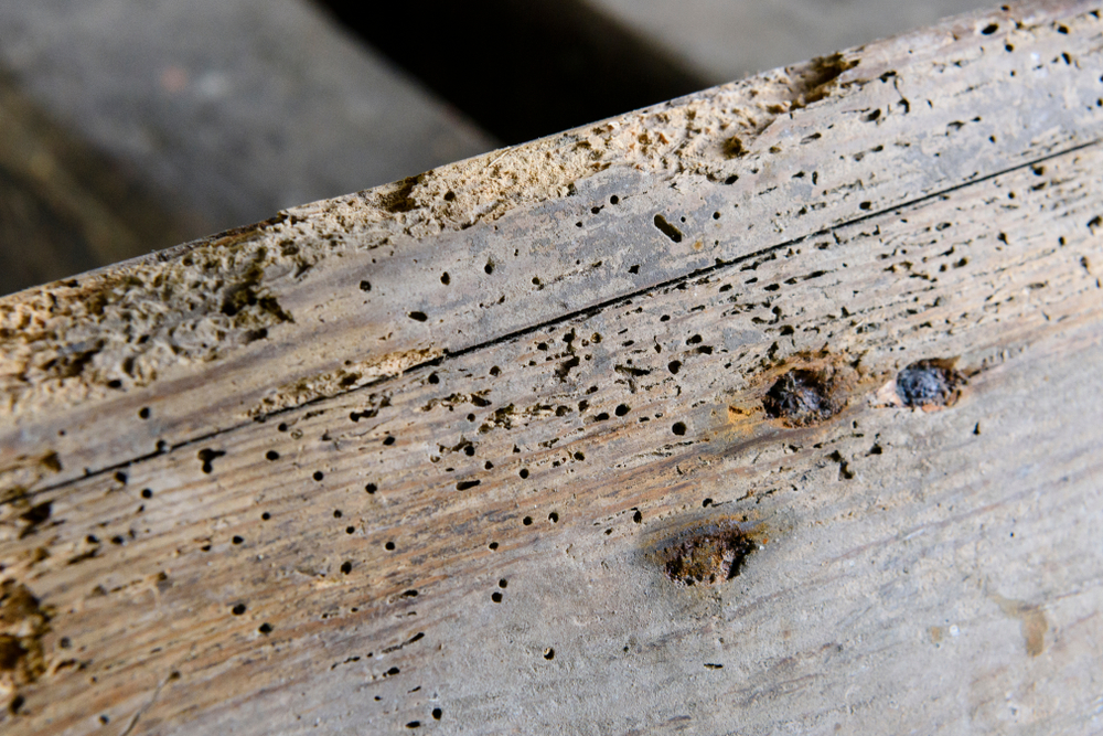 Woodworm Treatment Prices