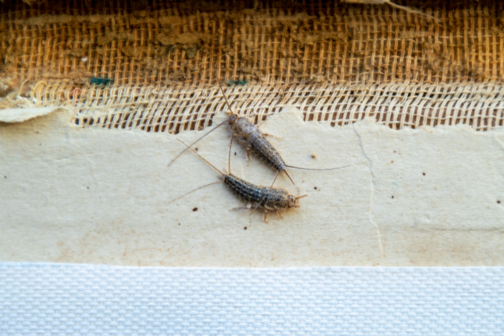 Silverfish Pest Control Cost UK