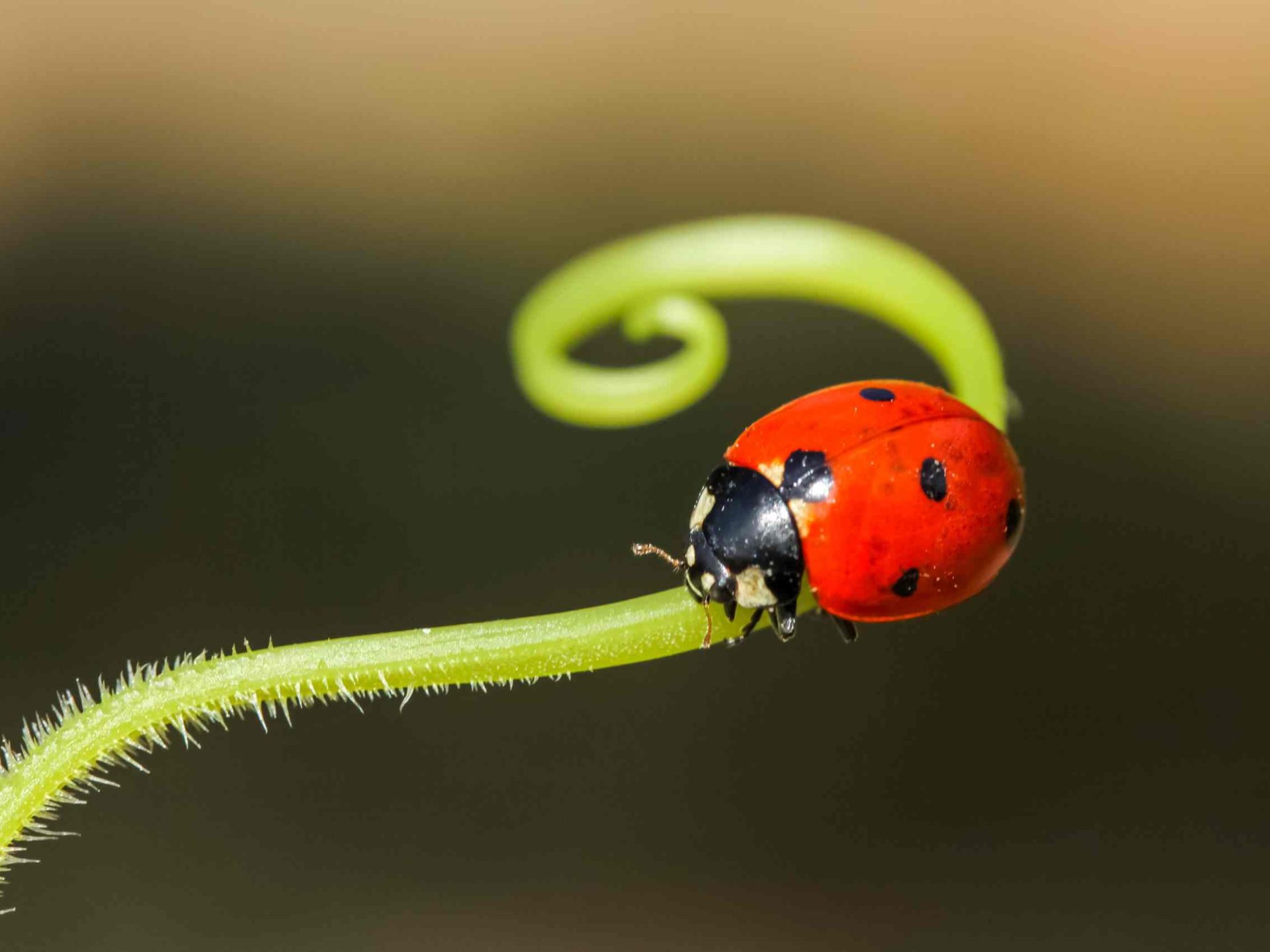 ladybug pest control
