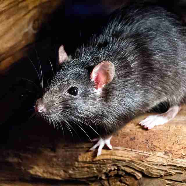 Rat Control Fareham