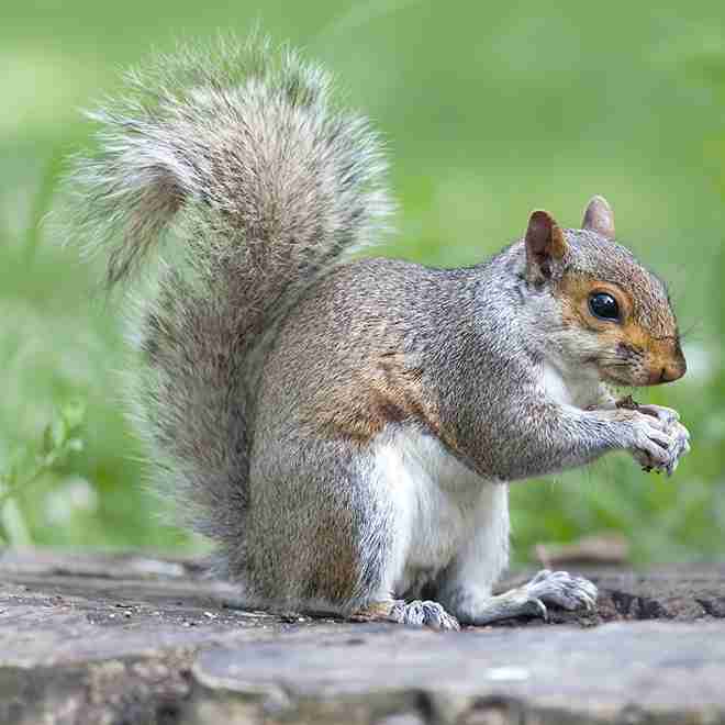 Pest Control Prices Totto