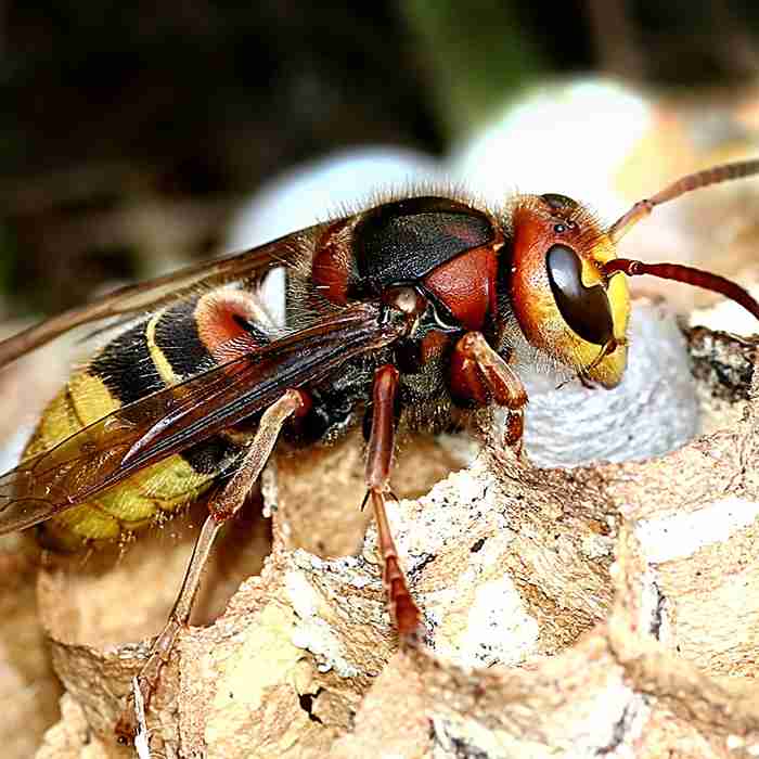 Pest Control Godalming Quote