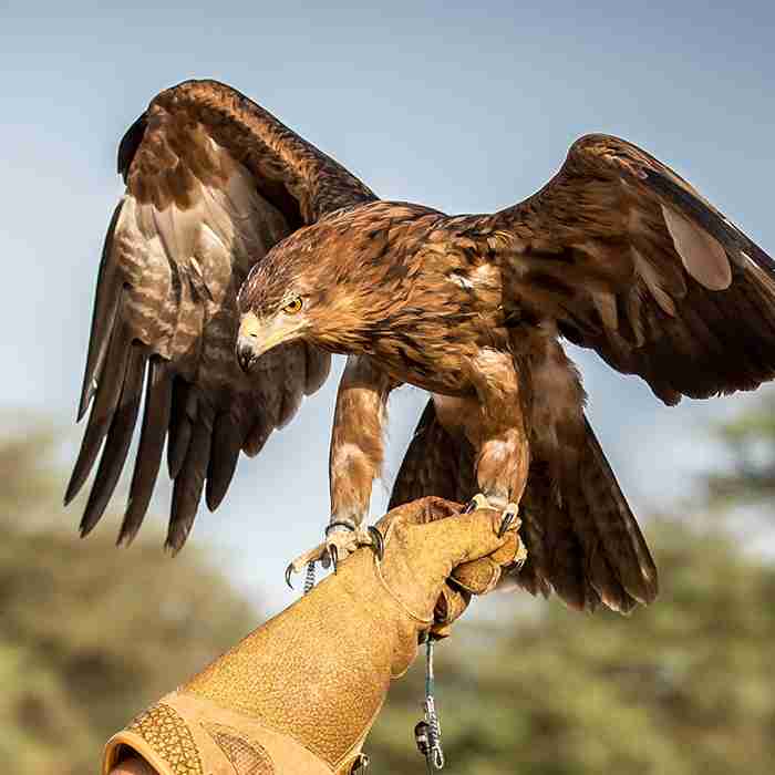 Pest Control Petersfield