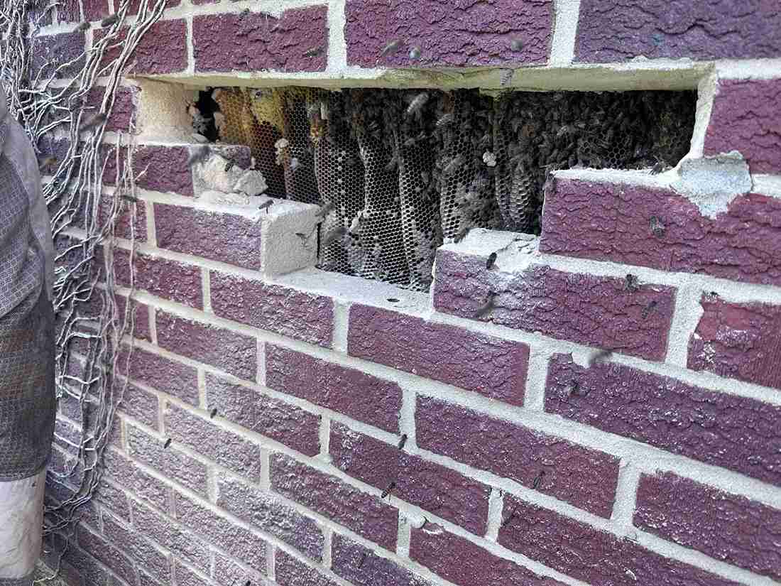 Bee nest removal in bricks