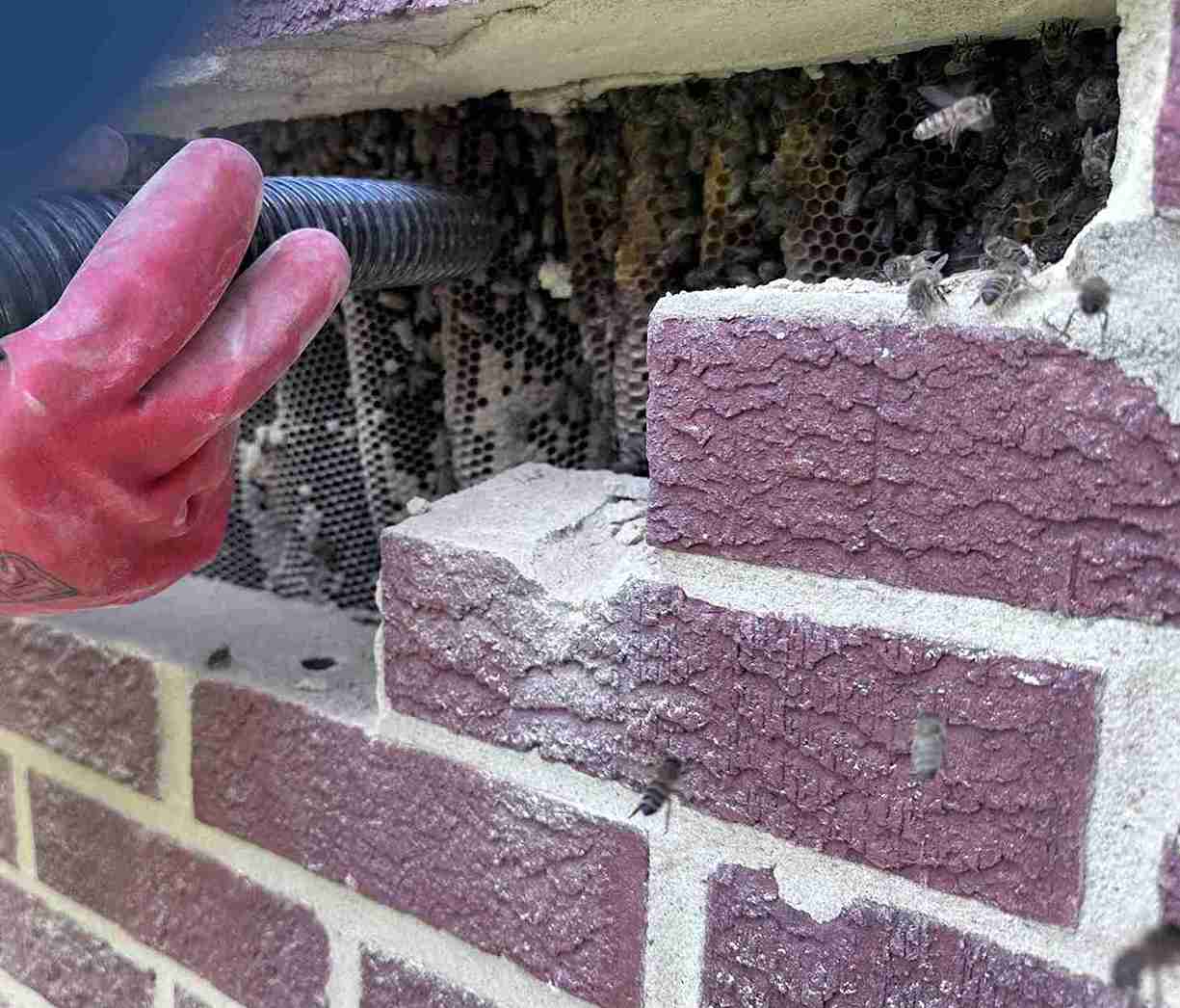 Bee Nest Removal Portsmouth