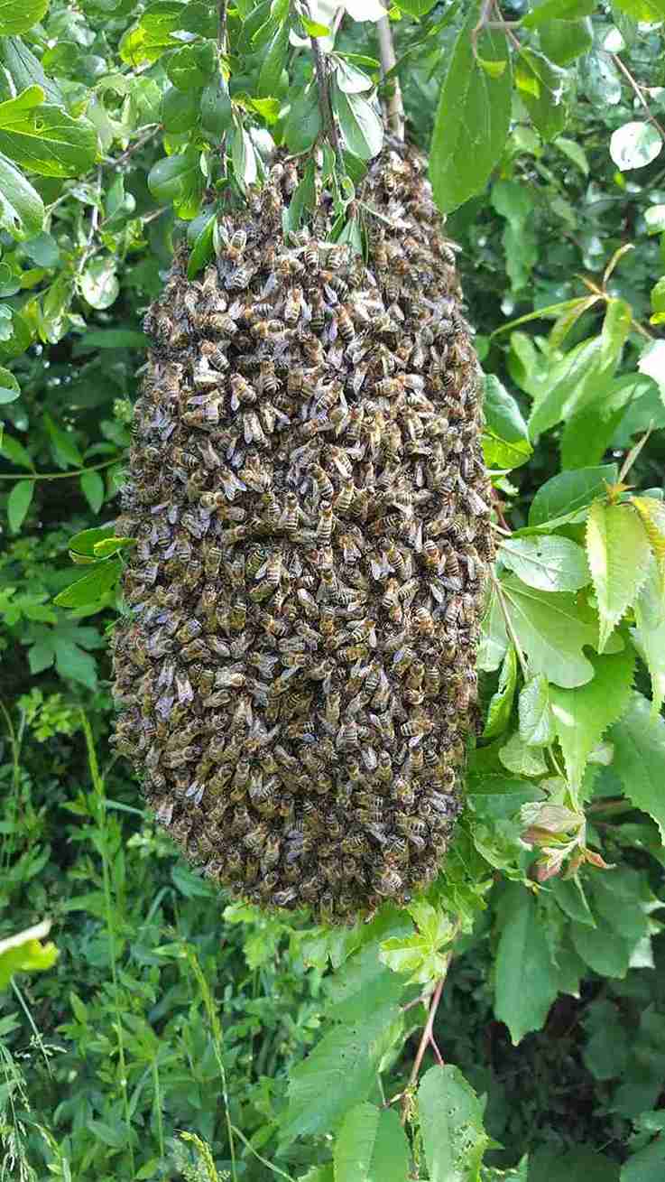 Bee nest removal
