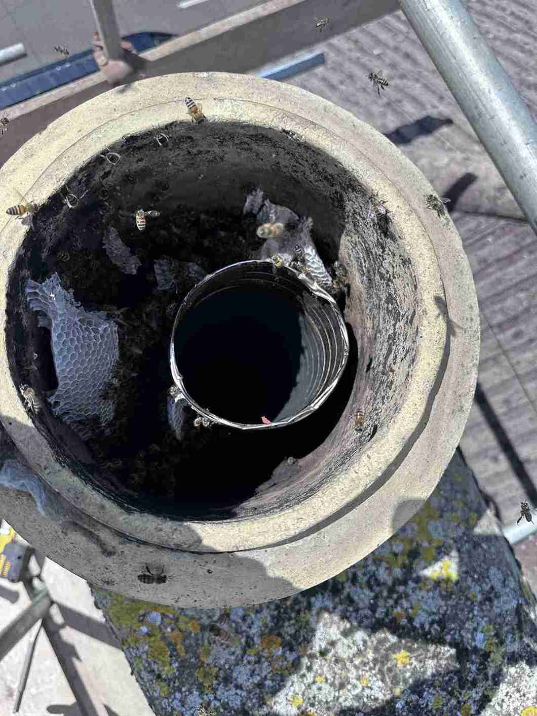 Bee Nest Removal Quote