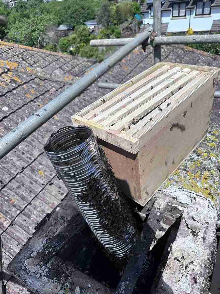 Honey Bee nest removal Fareham