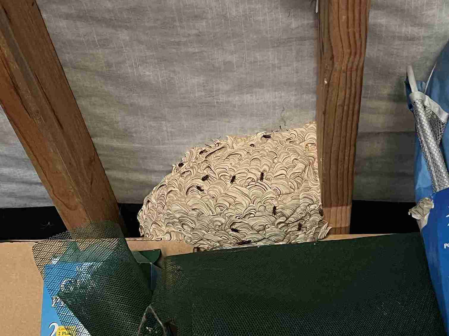 Wasp Nest Inside Home