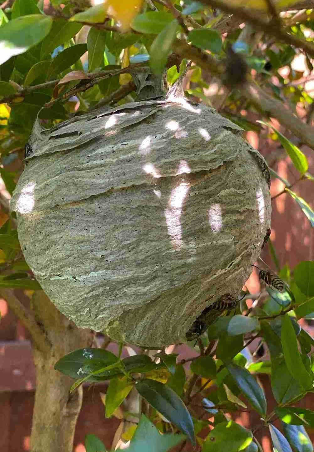 wasp pest control hayling island