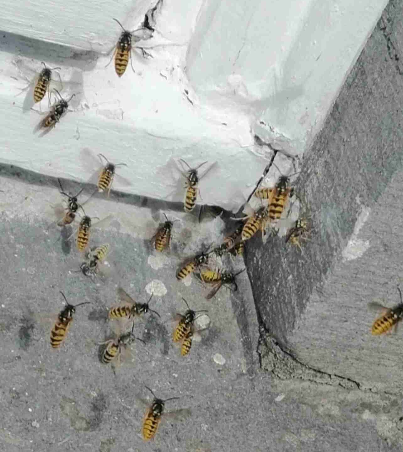 Wasp Nest Removal Services